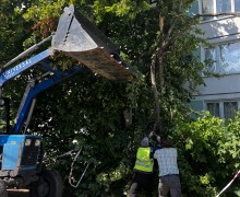 Распил и вывоз сломанного дерева у дома 23 по улице Белы Куна..jpeg