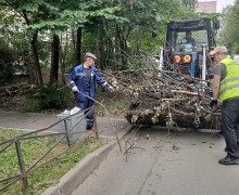 Распил и вывоз сухих деревьев по адресу ул. Бухарестская, дом.86, кор.1 .jpeg