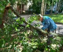 Распил и вывоз аварийного дерева по адресу ул. Малая Бухарестская, д.11.60...jpeg