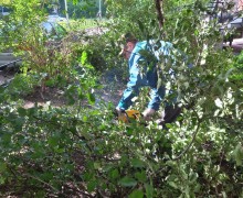 Распил и вывоз аварийного дерева по адресу ул. Малая Бухарестская, д.11.60..jpeg